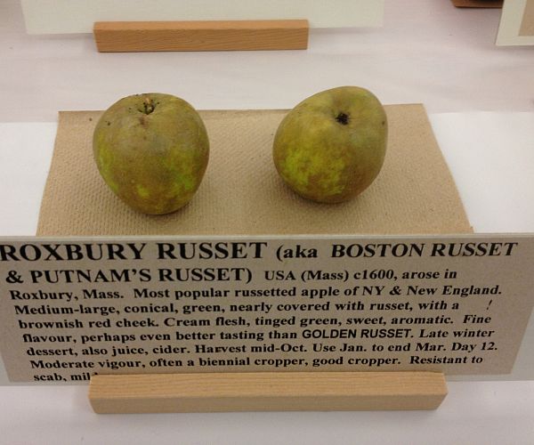 Roxbury Russet